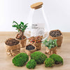 DIY terrarium - Drop XL Bonsai -↕ 37 cm - Rake + Shovel + Tweezer