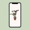 Calathea Fusion White Basic - Ø14cm - ↕40cm