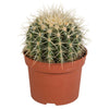 Echinocactus grusonii 12cm