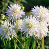 Flowerbulbs Amsterdam - 24 dahlia playa blanca knollen voor 4 m², cactusvormige bloemen