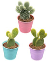 Cactus- opuntia microdasys- 8.5cmØ- 15-20cm hoog- 3 stuks - Gekleurd zink