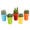 Cactus mix 5.5 cm - 5x - in gekleurde plasticpot