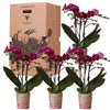 Kolibri Orchids - Surprise box eenkleurig - planten voordeel box - verrassingsbox met 4 verschillende orchideeën - vers van de kweker