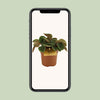 Peperomia Green Bubble 10,5cm - Ø10,5cm - ↕15cm