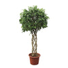 Ficus Benjamina Exotica gevlochten stam - 250 cm - ø55