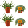 2x Aloe Spider + 2x Pilea Glauca - 4 stuks - Ø10.5cm - ↕10cm