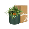 Chlorophytum Ocean 15cm in ELHO b. for soft rond 16cm leaf green