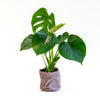 Plant Monstera with velvet pot