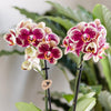 Kolibri Orchids | Geel rode phalaenopsis orchidee - Spain - potmaat Ø9cm | bloeiende kamerplant - vers van de kweker