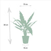 Alocasia Zebrina - Ø19cm - ↕75cm + Alocasia Cucullata - Ø19cm - ↕60cm + Alocasia Lauterbachiana - Ø19cm - ↕75cm