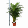 Dypsis Lutescens Ø27cm ↕160cm in Albury NATURAL mand