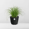 Cyperus Alternifolius Zumula in 14cm b.for rock living black