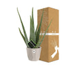 Aloe Vera 12cm in ELHO b.for rock 14 cm warm grey