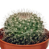 Cactus mix 5.5 cm - 10x - zonder pot