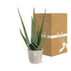 Aloe Vera 12cm in ELHO b.for rock 14 cm warm grey