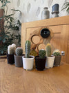 Cactus Mix - 6.5cmØ - 8-15cm hoog- (6 Stuks) - Modern Glasses - Ø7.5 cm