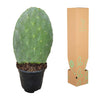 Opuntia Cactus - 40 cm - Ø17cm