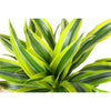 Dracaena Lemon Lime Ø21cm - ↕65cm in Boule WIT pot