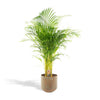 Areca palm met pot - ?110cm - Ø21cm