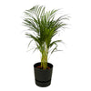 Areca palm - ↨85cm - Ø19cm inclusief elho Greenville Round zwart D24xH23