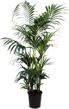 Kentia Palm - Ø27cm - ↕160cm