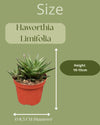 Succulent- Hawortia Limifolia- 8.5cmØ- 10-15cm hoog- 3 stuks - Geen