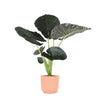 Alocasia Regal Shield Ø21cm - ↕100cm in Vibes ROZE pot