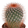 Cactus mix 5.5 cm - 10x - zonder pot