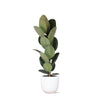 Ficus Elastica Robusta - Ø21cm - ↕90cm in Boule WIT pot