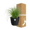 Cyperus Alternifolius Zumula in 14cm b.for rock living black