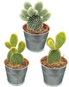 Cactus- opuntia microdasys- 8.5cmØ- 15-20cm hoog- 3 stuks - Zink