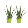 Aloe Vera - 2 stuks - Ø15cm - ↕65cm