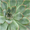 ROOTLESS Succulent Echeveria Pulidonis in schaal 'zwart' Ø20 cm - ↕5 cm