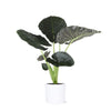 Alocasia Regal Shield Ø24cm - ↕110cm in Era WIT pot