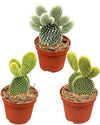 Cactus- opuntia microdasys- 8.5cmØ- 15-20cm hoog- 3 stuks - Geen