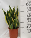 Sanseveria Laurentii - Ø21cm - ↕60cm