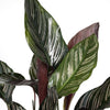 Calathea Ornata - Ø14 - ↨50cm