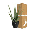 Aloe Vera 12cm in 14cm b.for rock living black