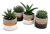 Aloe-Haworthia in Gold Band Ceramics - 4 stuks - Ø10,5cm - ↕14cm