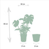 Monstera Deliciosa - Ø21cm - ↕75cm + Musa Dwarf Cavendish - Ø21cm - ↕90cm + Mand Igmar