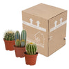 Cactus mix 8.5 cm - 3x - zonder pot