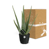 Aloe Vera 12cm in 14cm b.for rock living black