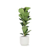 Ficus Lyrata - Ø21cm - ↕90cm in Vibes WIT pot