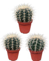 Cactus- Echiocactus Grusonii- 24cmØ- 23-28cm hoog - Normal - Ø10.5 cm - 3x - ↕13 - 17 cm