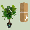 Ficus Lyrata - Ø26cm - ↕100cm