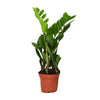 Zamioculcas Zamiifolia - Ø12cm - ↕40cm