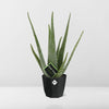 Aloe Vera 12cm in 14cm b.for rock living black