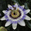 Passiflora caerulea - Passiebloem Blauw