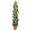 Philodendron Scandens Brasil gaasrek - 160 cm - ø27