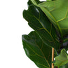 Ficus Lyrata - Ø21cm - ↕90cm in Albury NATURAL mand